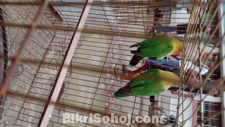 Love bird,, new addal
